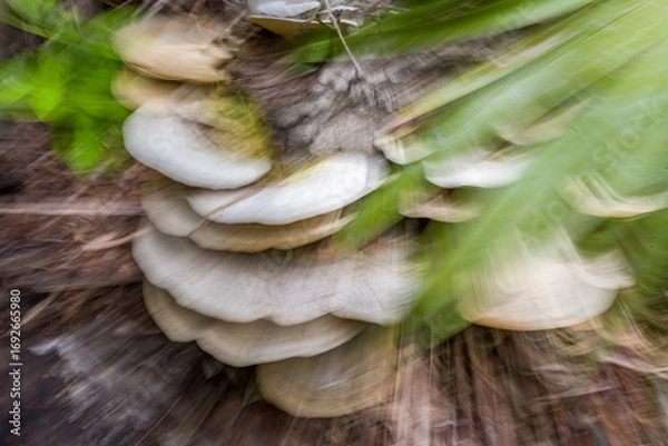 Fototapeta abstract nature