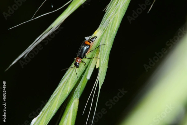 Fototapeta Zweifleckige  Zipfelkäfer,  Malachius bipustulatus