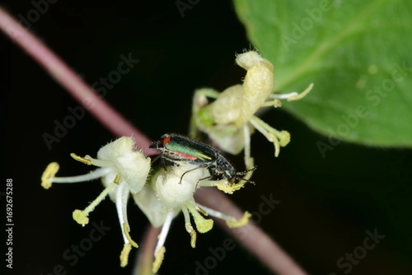 Fototapeta Zweifleckige  Zipfelkäfer,  Malachius bipustulatus