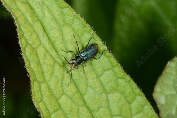 Fototapeta Zweifleckige  Zipfelkäfer,  Malachius bipustulatus
