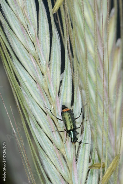 Fototapeta Zweifleckige  Zipfelkäfer,  Malachius bipustulatus