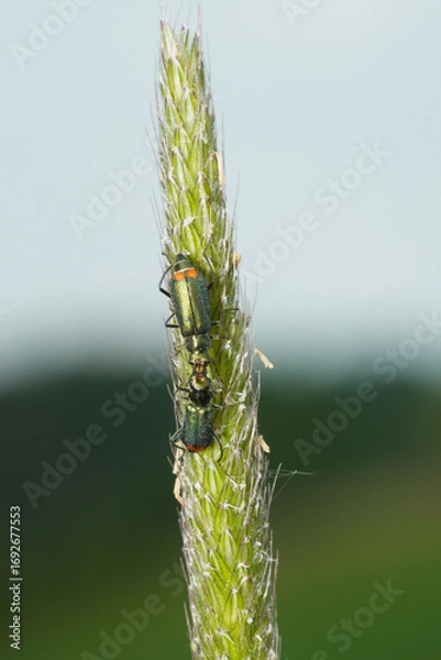 Fototapeta Zweifleckiger Zipfelkäfer, Malachius bipustulatus