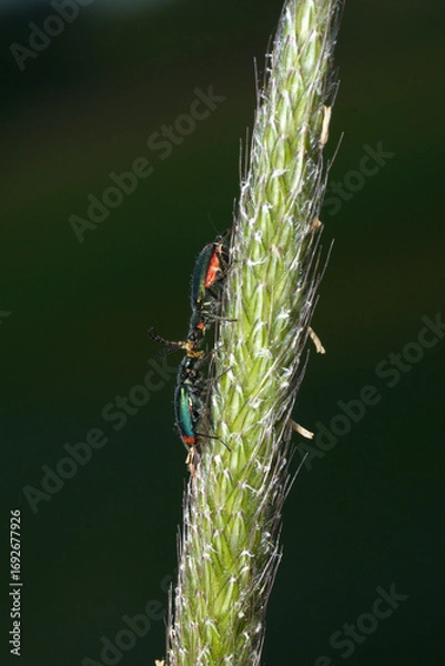 Fototapeta Zweifleckiger Zipfelkäfer, Malachius bipustulatus