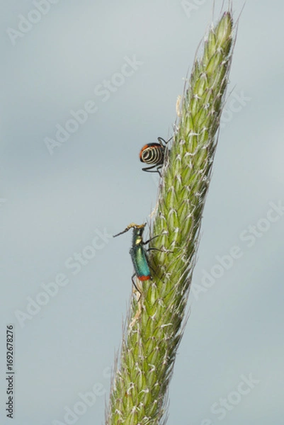 Fototapeta Zweifleckiger Zipfelkäfer, Malachius bipustulatus