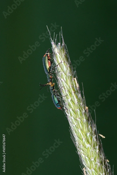 Fototapeta Zweifleckiger Zipfelkäfer, Malachius bipustulatus