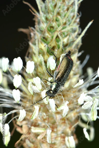 Fototapeta Zweifleckige  Zipfelkäfer,  Malachius bipustulatus