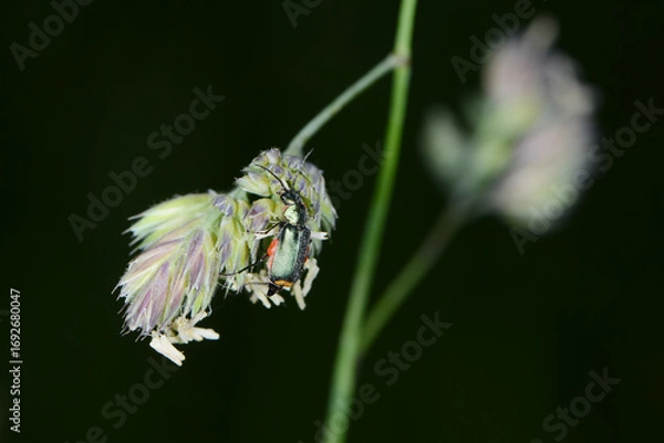 Fototapeta Zweifleckige  Zipfelkäfer,  Malachius bipustulatus