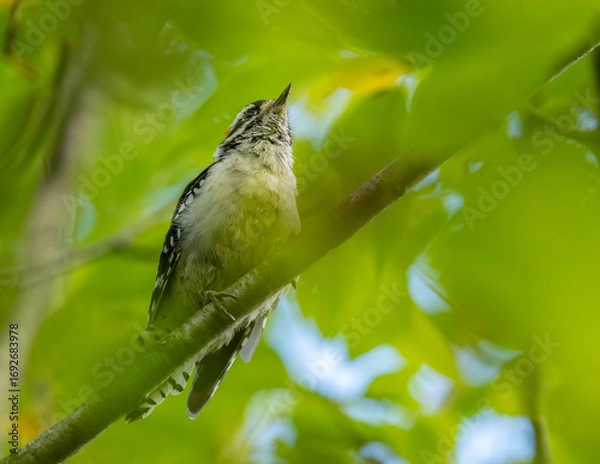 Fototapeta Woodpecker on a branch shot from below