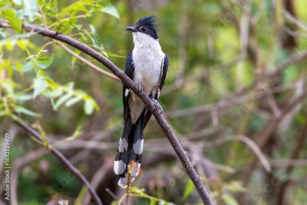 Obraz At Maharashtra’s Bhigwan, the Jacobin Cuckoo (Clamator jacobinus) cuts a dramatic figure—black and white, crest lifted, a monsoon sentinel perched against gathering clouds. 
