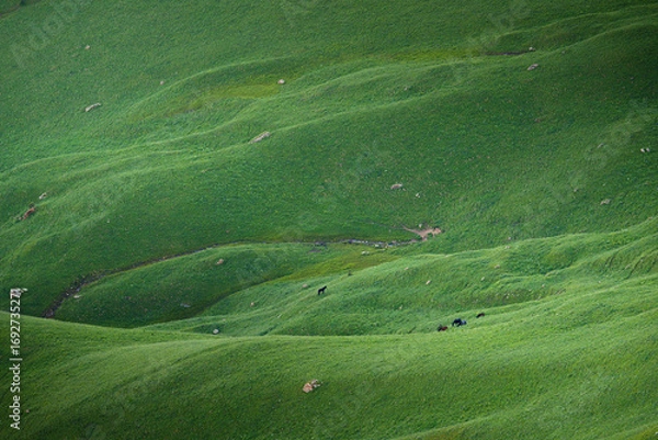 Fototapeta Aerial panoramic view of the green hills with a grazing herd of black horses on field in Bolshoy Bermamyt plateau, at daytime, Stavropol Krai, Russia