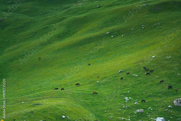 Fototapeta Aerial panoramic view of the green hills with a grazing herd of black horses on field in Bolshoy Bermamyt plateau, at daytime, Stavropol Krai, Russia