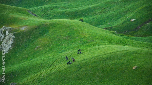 Fototapeta Aerial panoramic view of the green hills with a grazing herd of black horses on field in Bolshoy Bermamyt plateau, at daytime, Stavropol Krai, Russia