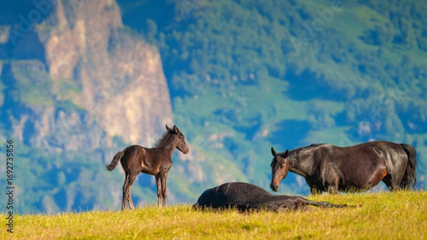 Fototapeta A panoramic view of a herd of horses grazing on a green hill against the background of mountains, without people, on the Bolshoy Bermamyt Plateau, at daytime, Stavropol Krai, Russia