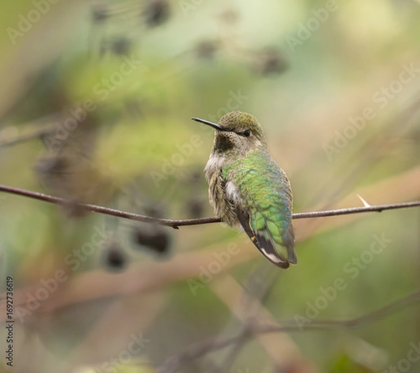 Obraz Anna's Hummingbird portrait