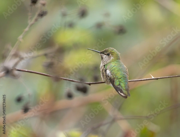 Obraz Anna's Hummingbird portrait
