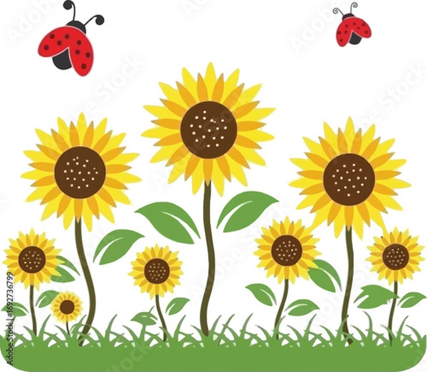 Obraz Bright sunflowers and ladybugs blooming in a grassy field white background