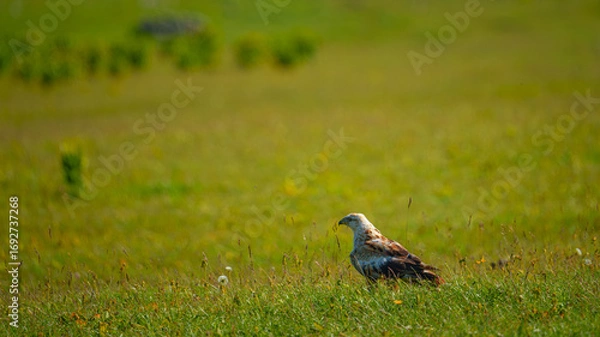 Fototapeta A panoramic view of a field with a Long-legged buzzard bird or Buteo rufinus standing among meadow grasses on the Bolshoy Bermamyt plateau, Stavropol Krai, Russia