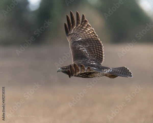 Obraz Red-tailed Hawk in flight