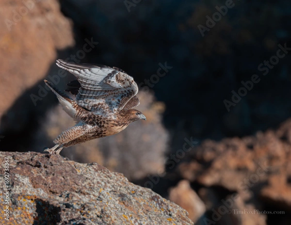Obraz Red-tailed Hawk in flight