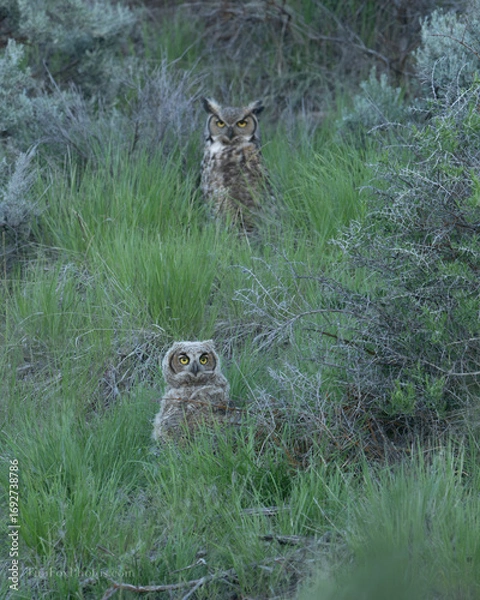Obraz Great Horned owlet