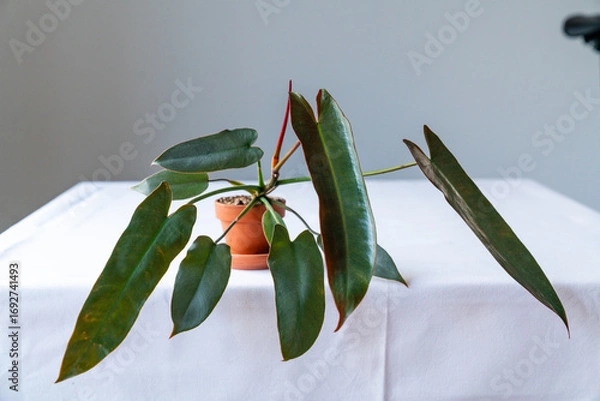 Fototapeta Porträt eines Philodendron atabapoense in einem Terrakotta-Topf auf weißem Stoff, Zimmerpflanze mit dunkelgrünen Blättern