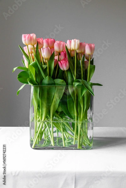 Fototapeta Stillleben mit rosafarbenen Tulpen in einer modernen Glasvase auf weißem Untergrund