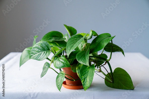 Fototapeta Porträt einer Efeutute (Epipremnum aureum) in einem Terrakotta-Topf, Zimmerpflanze mit Ranken