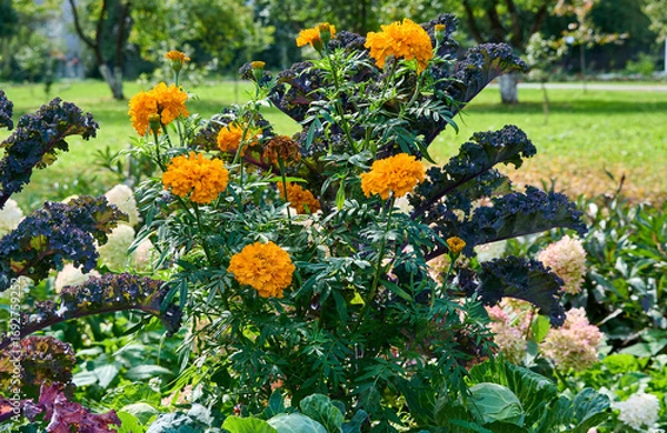 Obraz Beautiful garden with bright, varied flowers and greenery