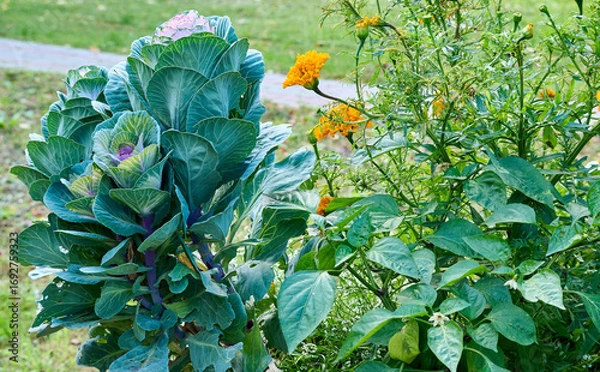 Obraz A bright composition of flowers and young cabbage