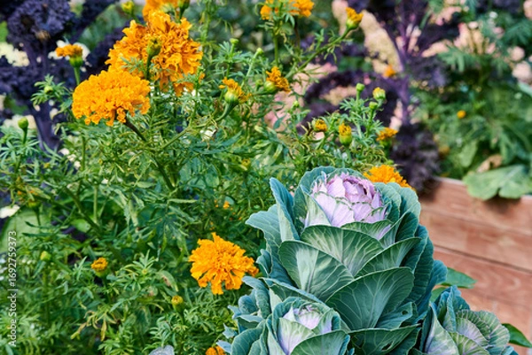 Obraz A bright composition of flowers and young cabbage