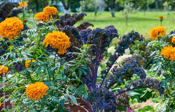 Obraz Beautiful garden with bright, varied flowers and greenery