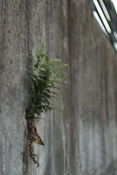 Obraz Plants are growing between cement walls.