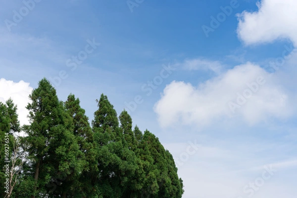 Fototapeta 夏のスキー場