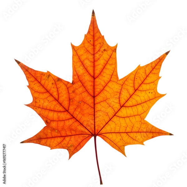 Obraz Vibrant orange maple leaf isolated on transparent background in autumn