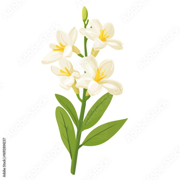 Fototapeta Tuberose Flower, flat style 2D vector image, isolated on a white background