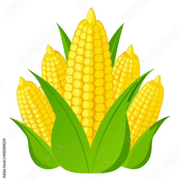 Fototapeta corn isolated on white background