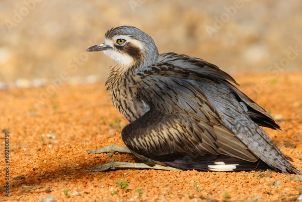 Fototapeta Bush Stone-curlew sits on the ground in a funny pose