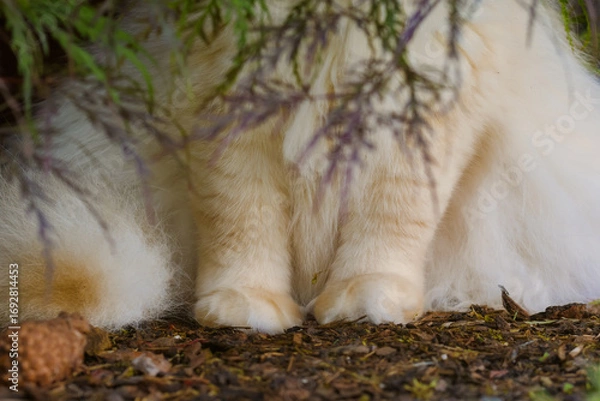 Fototapeta Closeup of white paws of a longhaired cat sitting under an acer tree