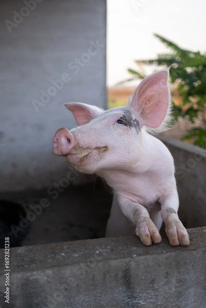 Fototapeta A curious piglet with pink ears and a muddy snout peeks over a concrete barrier, looking upwards in a farm setting. A charming animal portrait