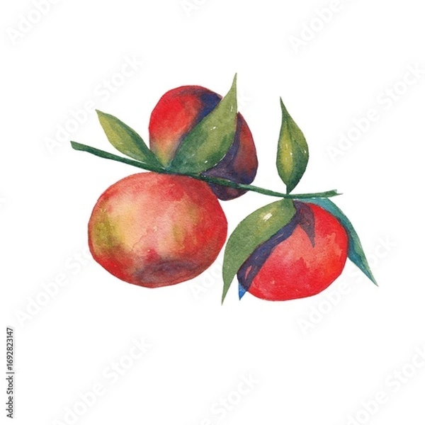 Obraz Mandarins on a branch with leaves in watercolor on a white background
