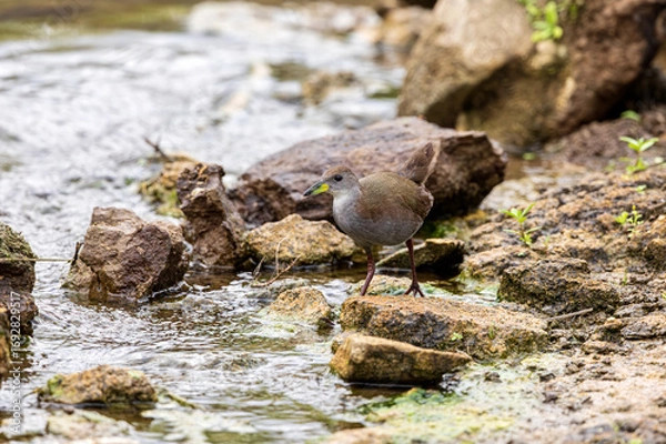 Obraz The Brown Crake—Bhigwan’s little phantom—emerges briefly from the dense reeds, its dark plumage blending with mud and water. A single glance, then it vanishes, leaving only ripples.