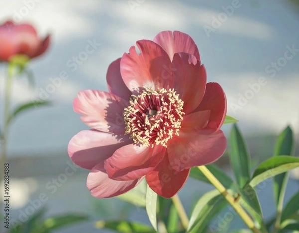 Fototapeta Close-up of a vibrant, deep pink peony
