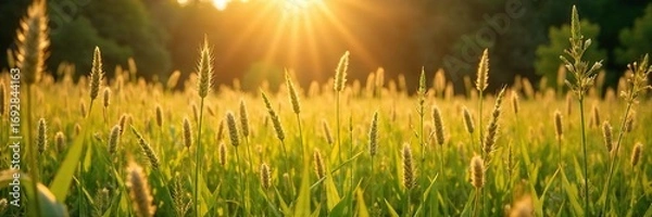 Fototapeta Golden sunlight streams through tall grass, illuminating a lush hay forest teeming with wildflowers and vibrant green shoots  A tranquil scene of rural serenity  ,  botany,  farming,  pastoral
