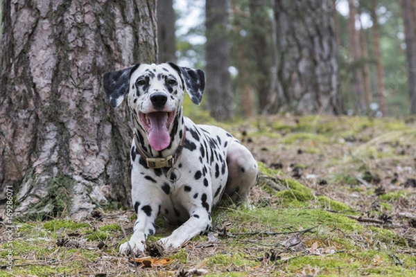Fototapeta Portrait of a funny dalmatian lying under a tree in a summer forest