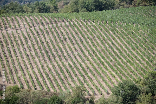 Fototapeta Aerial view  of rows of vines in a vineyard. Green vineyards in Tuscany, Italy
