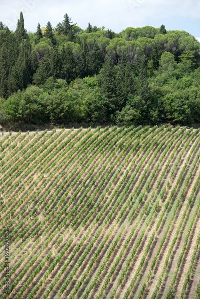 Fototapeta Aerial view  of rows of vines in a vineyard. Green vineyards in Tuscany, Italy