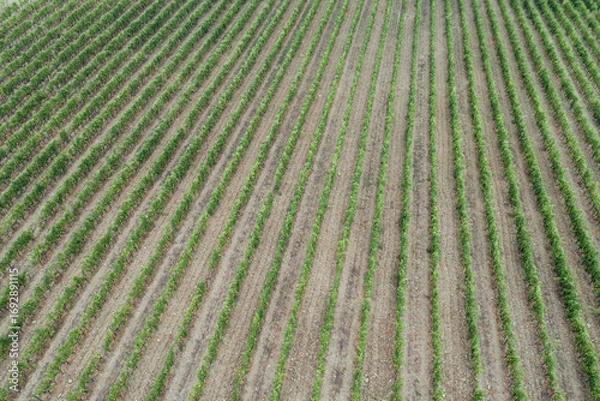 Fototapeta Aerial view  of rows of vines in a vineyard. Green vineyards in Tuscany, Italy