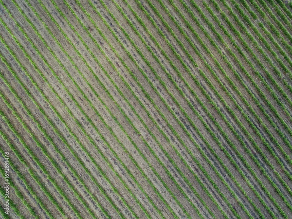 Fototapeta Aerial view  of rows of vines in a vineyard. Green vineyards in Tuscany, Italy