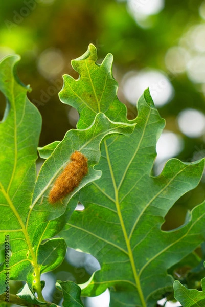 Fototapeta Brown-tail moth (Euproctis chrysorrhoea) covered eggs on oak leaf in nature background, brown-tail moth pupal nest, Brown-tail moth eggs laid in mass surrounded by hairs from female moth 
