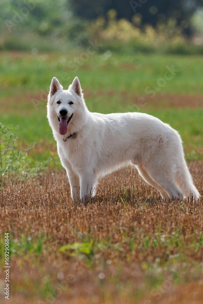 Obraz PERRO PASTOR BLANCO SUIZO